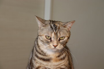 不機嫌で悩んでいる表情の猫アメリカンショートヘア