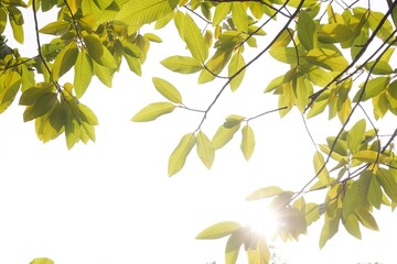 Beautiful fresh green leaves on sun light white background