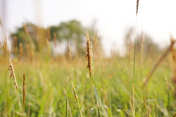 Natural grass flowers close up position center in the sunlight.