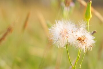 Natural grass flowers close up position center in the sunlight.