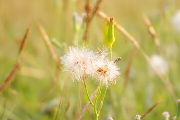 Natural grass flowers close up position center in the sunlight.