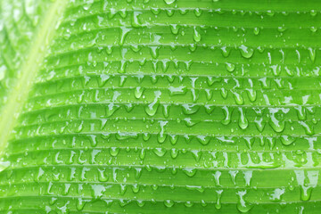 water drop on banana leaf