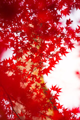 Close-up​ red maple leaves with sunlight.