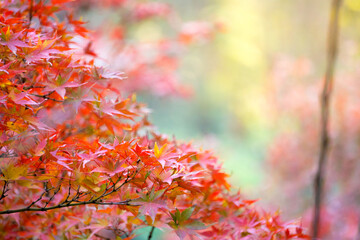 Close-up​ red maple leaves with sunlight.