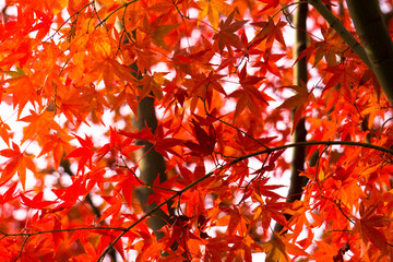 Close-up​ red maple leaves with sunlight.