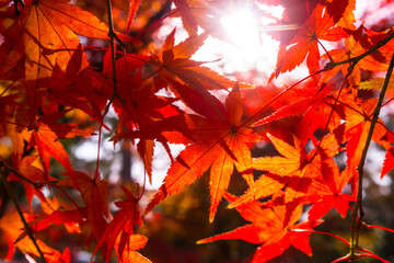 Close-up​ red maple leaves with sunlight.