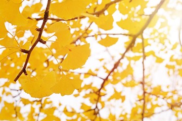 Close-up​ yellow​ leaves ginkgo Biloba on the ginkgo tree