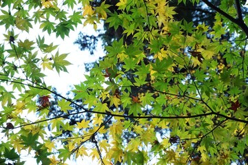 Close-up​ green maple leaves with sunlight on the tree.