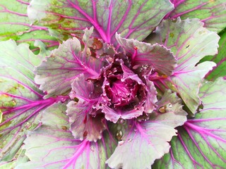 vegetable, health, diet, gardening, vegetarian, agriculture, aroma, background, basil, beautiful, beauty, bright, cauliflower, cauliflower salad, closeup, color, environment, foliage, food, fresh, fre