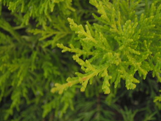 une fleur en forme de sapin de noël