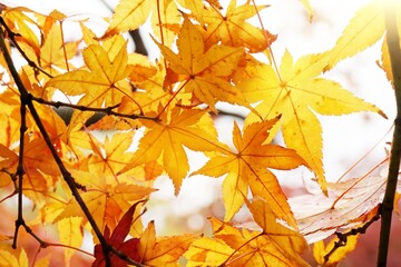 Naklejka na ściany i meble Close-up​ yellow maple leaves with sunlight.