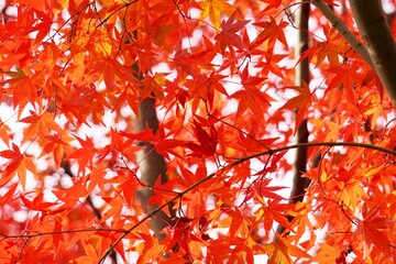 Close-up​ red maple leaves with sunlight.