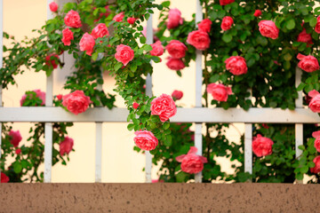 Fototapeta na wymiar In the summer, The roses are in full bloom