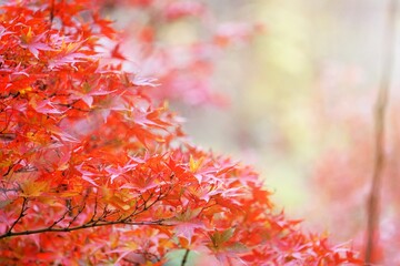 Close-up​ red maple leaves with sunlight.