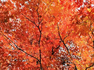 Close-up​ red maple leaves with sunlight.