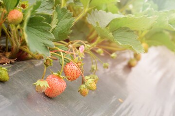 Strawberries that are ripe in the strawberry garden The red color of strawberries is delicious. Their taste is sweet and delicious.