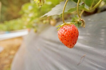 Strawberries that are ripe in the strawberry garden The red color of strawberries is delicious. Their taste is sweet and delicious.