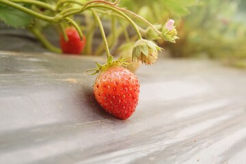 Strawberries that are ripe in the strawberry garden The red color of strawberries is delicious. Their taste is sweet and delicious.