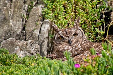 Spotted Eagle-owl, Bubo africanus, Walker Bay Nature Reserve, Gansbaai, Western Cape, South Africa, Africa