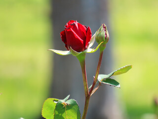開花し始めた真っ赤な一輪の薔薇