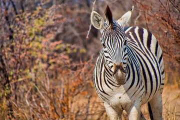 Plains Zebra, Equus quagga, Khama Rhino Sanctuary, Serowe, Botswana, Africa