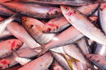 Fresh fishes seafood