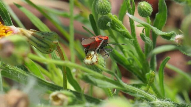 Insecto realizando su funci&oacute;n  en la naturaleza