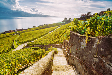 Lavaux Vineyard Terraces hiking trail with Lake and Mountain landscape, Canton Vaud, Switzerland