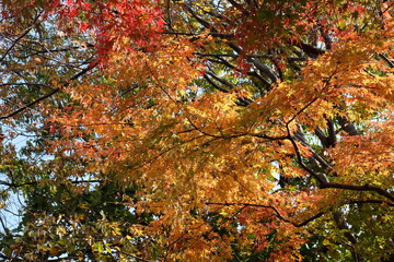 Tofukuji Temple in Japan on autumn season beautyful leaves change colour, Travel destination