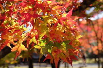 Tofukuji Temple in Japan on autumn season beautyful leaves change colour, Travel destination