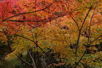 Tofukuji Temple in Japan on autumn season beautyful leaves change colour, Travel destination