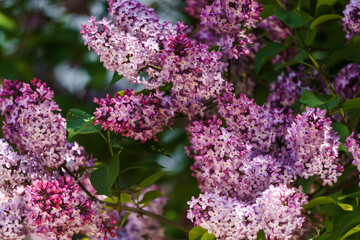 Fototapeta premium Lilac branch with dark purple flowers and green leaves.