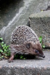 hedgehog in the garden