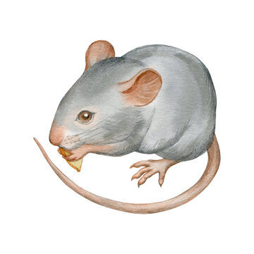 Cute mouse, hand drawn watercolor stock illustration isolated on white. Eastern symbol of the new 2020 year.