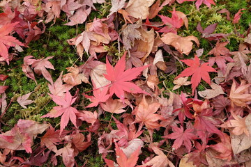 Naklejka na ściany i meble Tofukuji Temple in Japan on autumn season beautyful leaves change colour, Travel destination