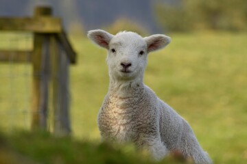 lamb in the field 