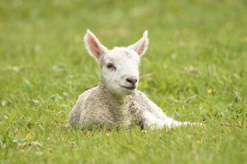 Naklejka na ściany i meble lamb in the grass