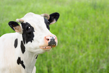 The portrait of funny cow on the background of green field.