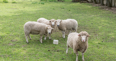 sheeps in the field