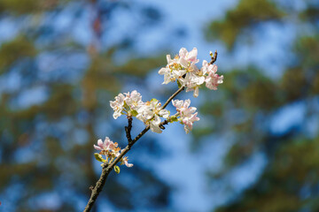 Tender pink flowers and buds of an apple tree on a branch in the garden.