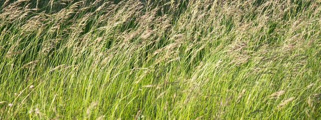 Meadow grass (Poa pratensis or Kentucky bluegrass or blue grass), close up - obrazy, fototapety, plakaty
