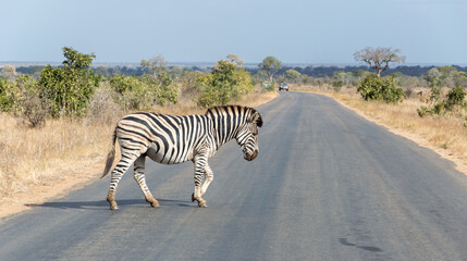 Fototapeta na wymiar African Wildlife