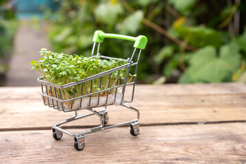 Fresh eco farming greens delivery concept, young microgreens in a shopping cart on a wooden...