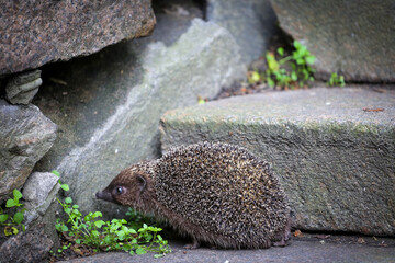 hedgehog in the park