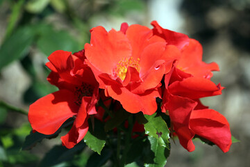 Obraz premium Blooming Pharaoh rose from the hybrid tea group close-up.