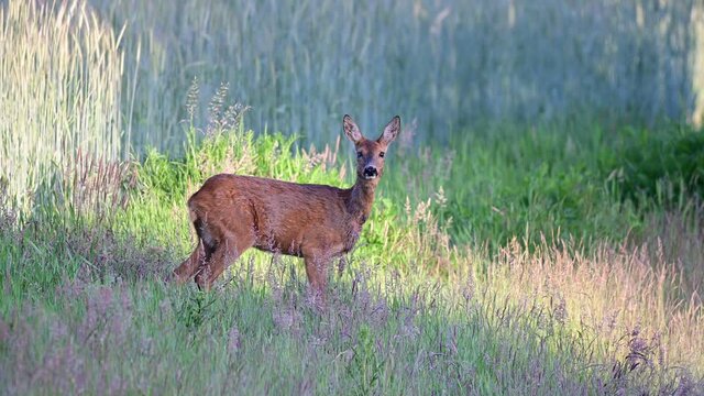 Roe deer female with blind eye standing in the fields,  summer, (capreolus capreolus), germany
