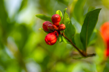 Pomegranate fruit flower and two ants