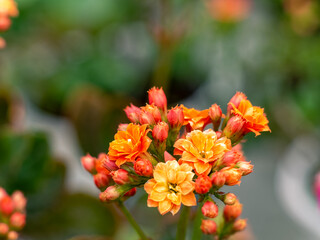 オレンジ色のカランコエの花
