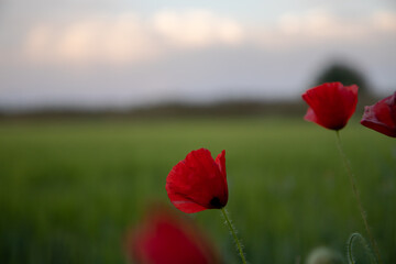 flower with macro in a lot of detail

