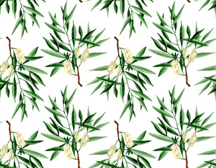 Watercolor hand drawn tea tree branch with leaves and flowers illustration. Watercolor seamless pattern on white background. For wrapping, fabric, wallpaper. Herbal medicine and aroma therapy